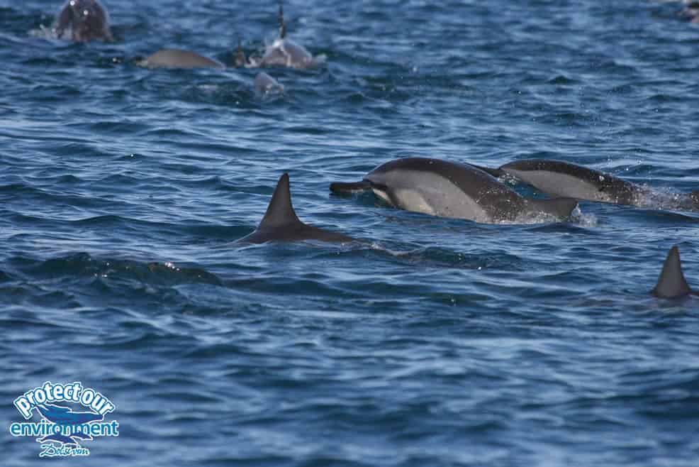 Mauritius swim with dolphins, activities Mauritius, dolphins Mauritius