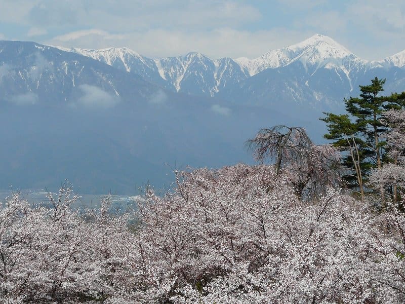Japan photo gallery, cherry blossom Japan, cherry blossom tree Japan